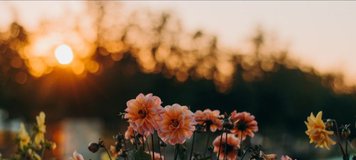 Fleurs roses et jaunes en pleine floraison dans un jardin, illuminées par un coucher de soleil chaleureux Source - Aisha sur Pinterest