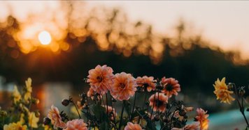 Fleurs roses et jaunes en pleine floraison dans un jardin, illuminées par un coucher de soleil chaleureux Source - Aisha sur Pinterest