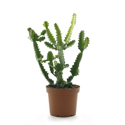 Cactus en pot de chez Locas Pépinière