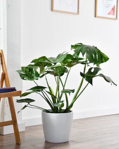 Monstera Déliciosa en pot de chez Folia Design