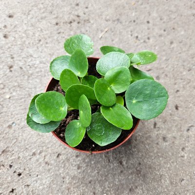 Le Pilea Peperomioides en pot de chez Serres Lavoie