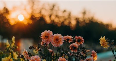 Fleurs roses et jaunes en pleine floraison dans un jardin, illuminées par un coucher de soleil chaleureux Source - Aisha sur Pinterest