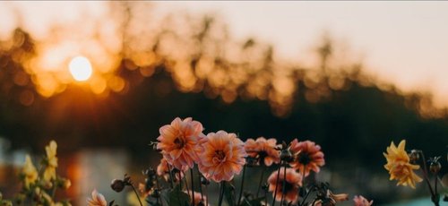 Les Tendances en Décoration Florale