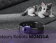 Aspirateur robot MONSGA nettoyant près d’un chaton allongé sur un tapis, illustrant une utilisation sécuritaire pour les animaux domestiques